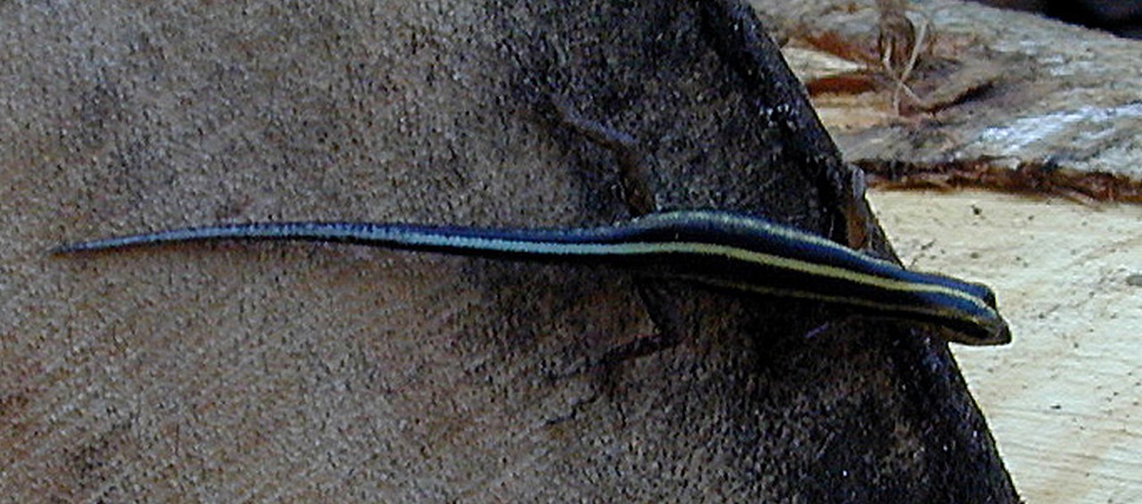 Sphenomorphus sanctus